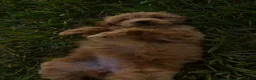 Mini Goldendoodle dogs for sale: Mini Goldendoodle Puppy 3 - Ad 6
