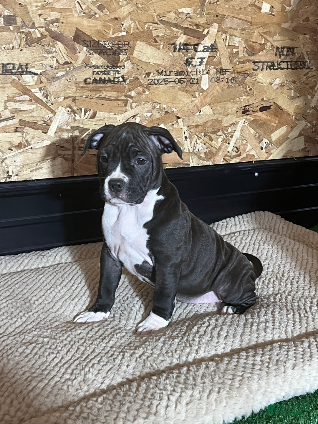 American Bully dogs for sale: Luna - Ad 2