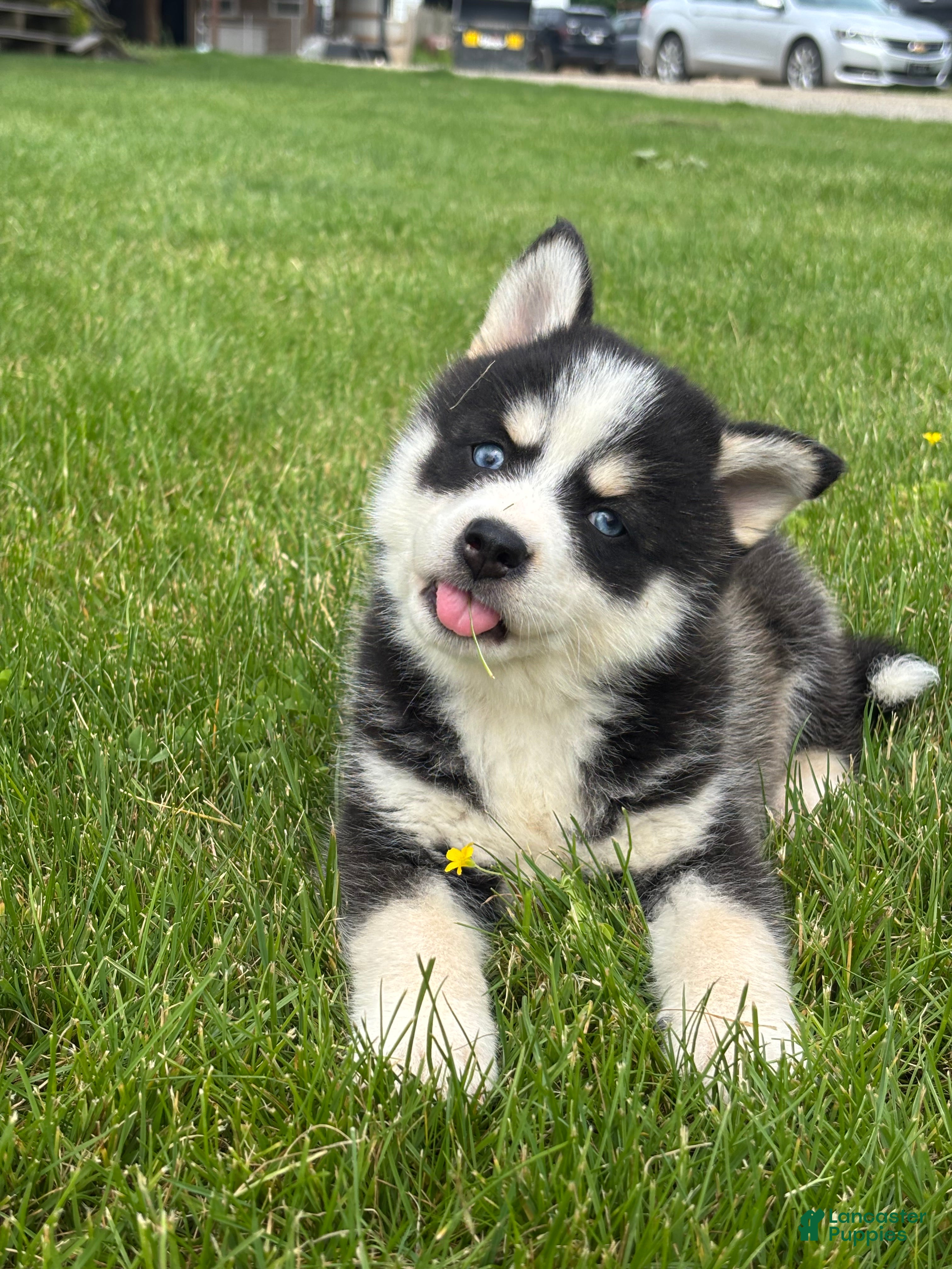 Pomsky dogs Stetson - Ad 1