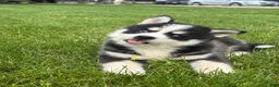 Pomsky dogs for sale: Stetson - Ad 1
