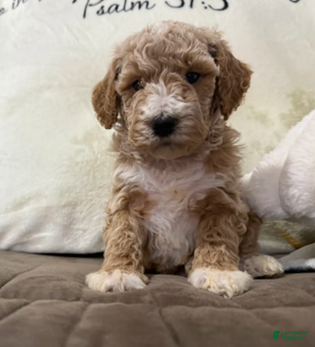 Miniature Poodle dogs for sale: Tucker - Ad 3