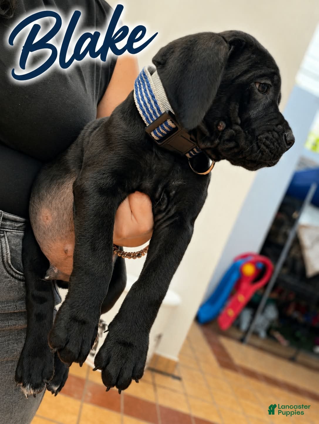 Cane Corso dogs for sale: Cane Corso 1 - Ad 4
