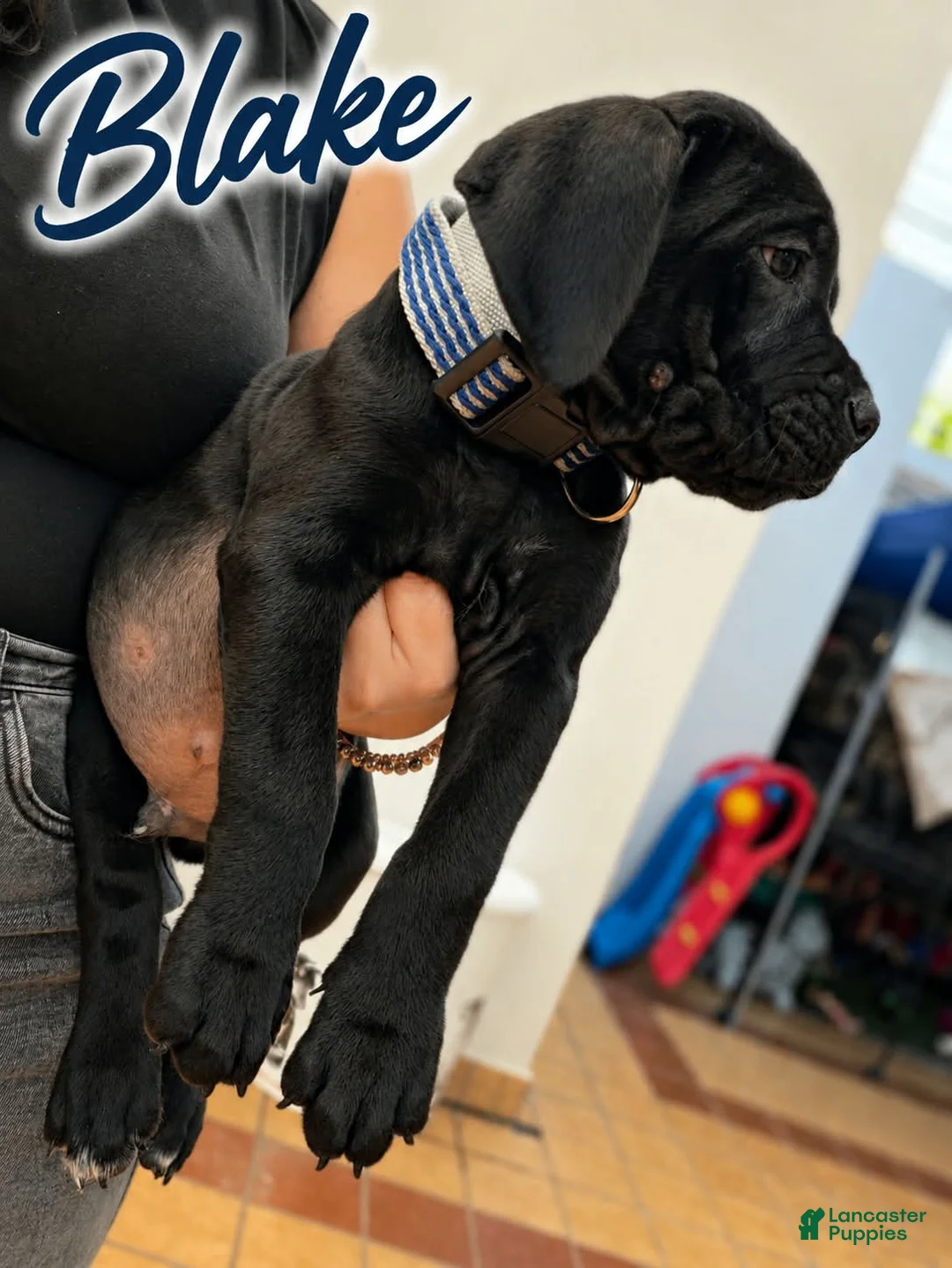 Cane Corso dogs for sale: Cane Corso 1 - Ad 1