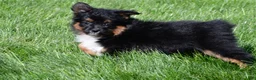 Miniature Australian Shepherd dogs for sale: Sandy - Ad 8