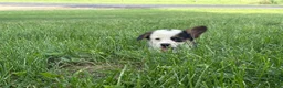 Welsh Corgi Pembroke dogs for sale: Welsh Corgi Pembroke 3 - Ad 8