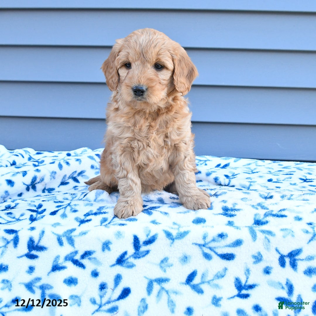 Goldendoodle dogs for sale: Butch - Ad 1