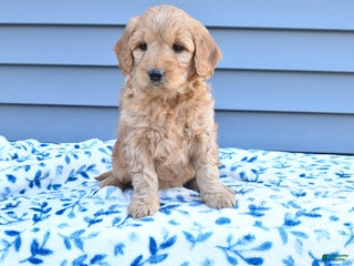 Goldendoodle dogs Butch - Ad 6