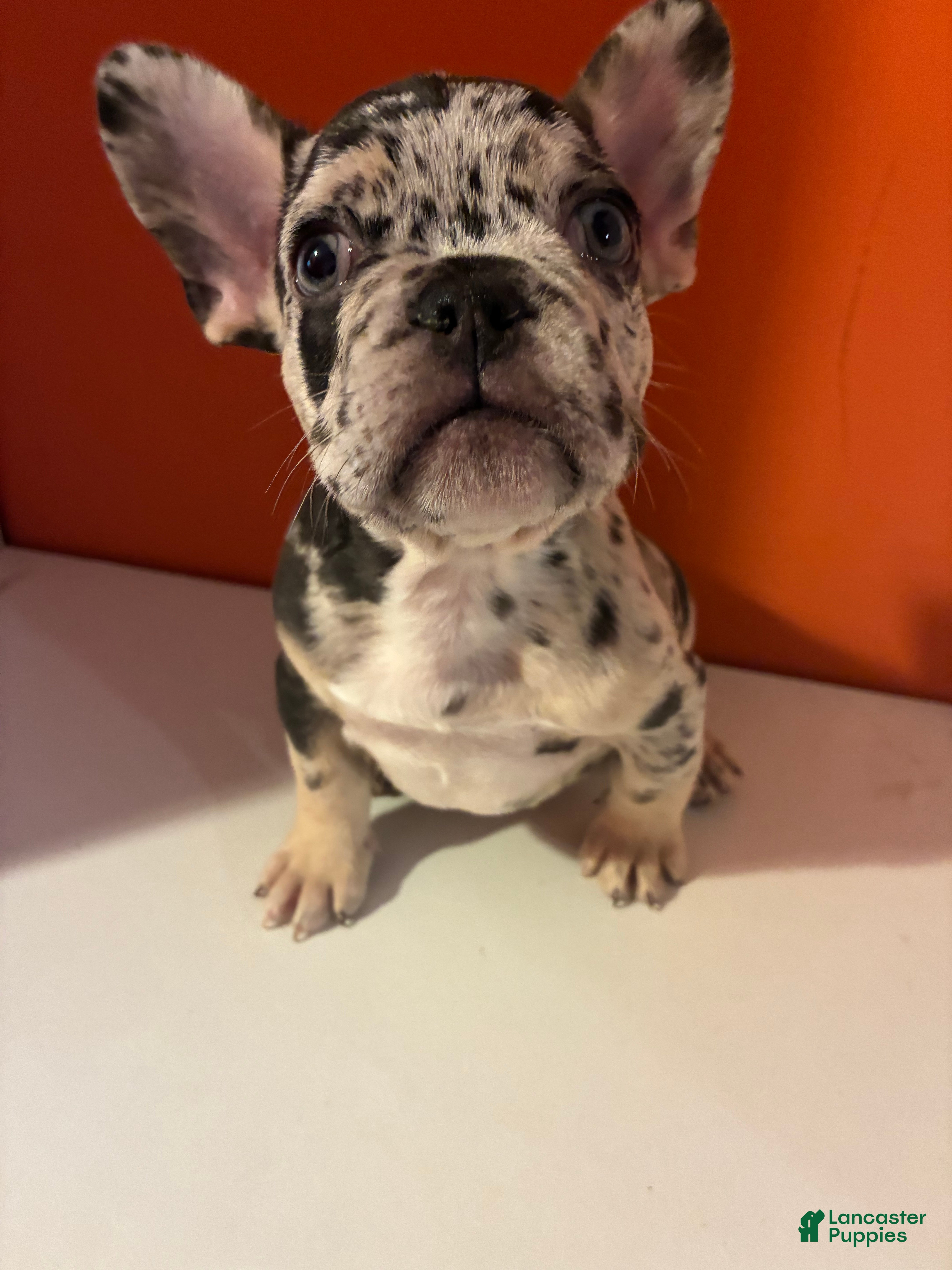 French Bulldog dogs for sale: Bruno - Ad 1
