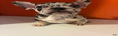 Bruno