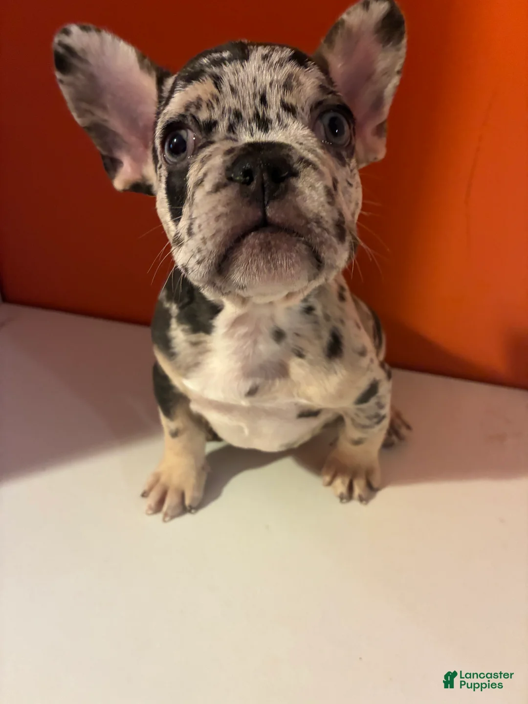 French Bulldog dogs for sale: Bruno - Ad 1