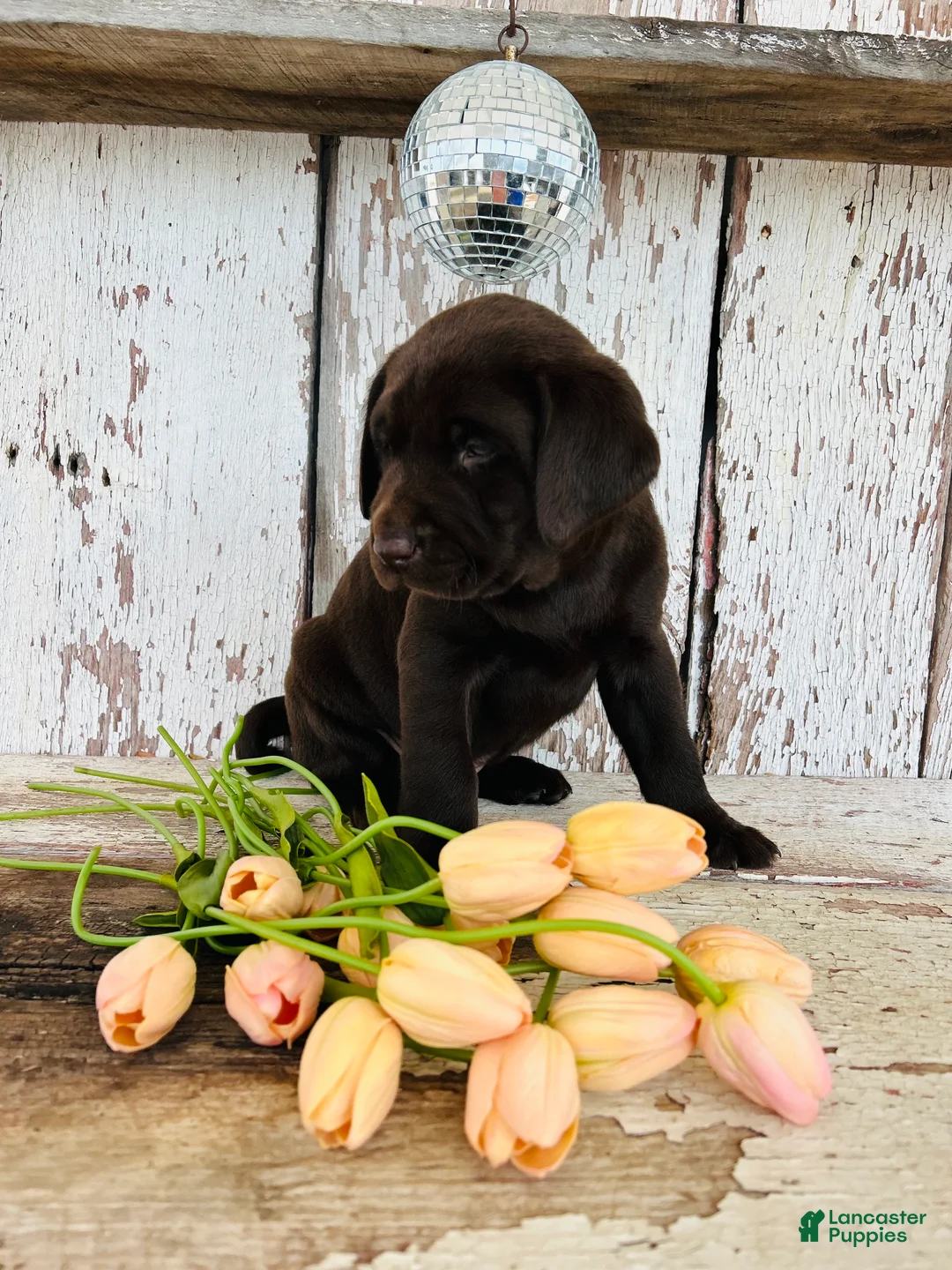 Labrador Retriever dogs for sale: Archie - Ad 4