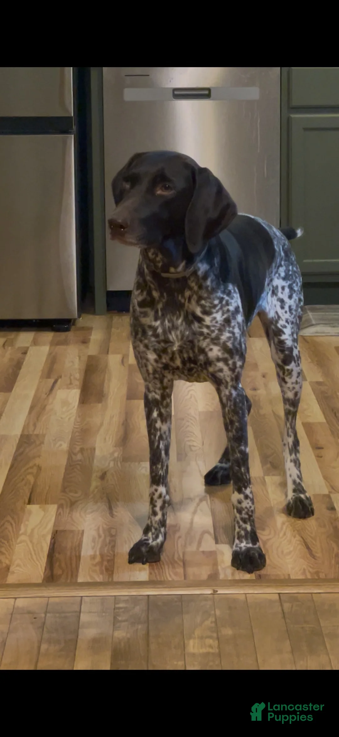 German Shorthaired Pointer dogs for sale: German Shorthaired Pointer 2 - Ad 2