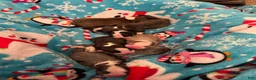 Boston Terrier dogs for sale: Sleepy-Brindle& white - Ad 6