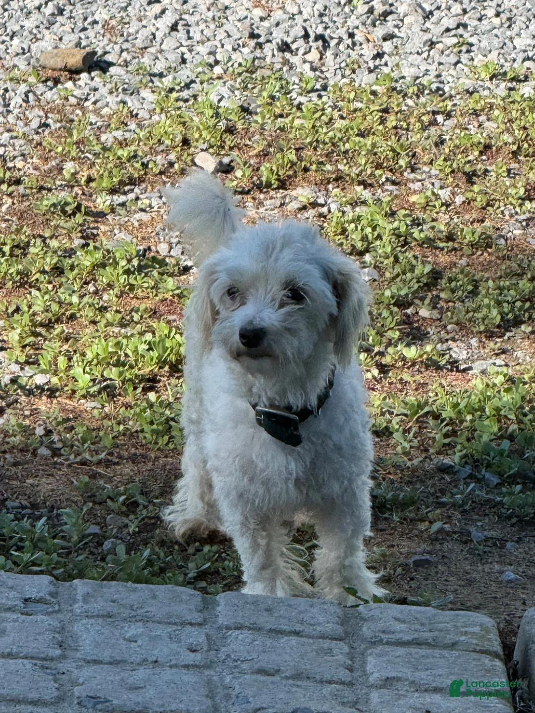 Maltipoo dogs for sale: Max - Ad 4