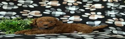 Mini Goldendoodle dogs for sale: Rueben 10 lbs full grown - Ad 4