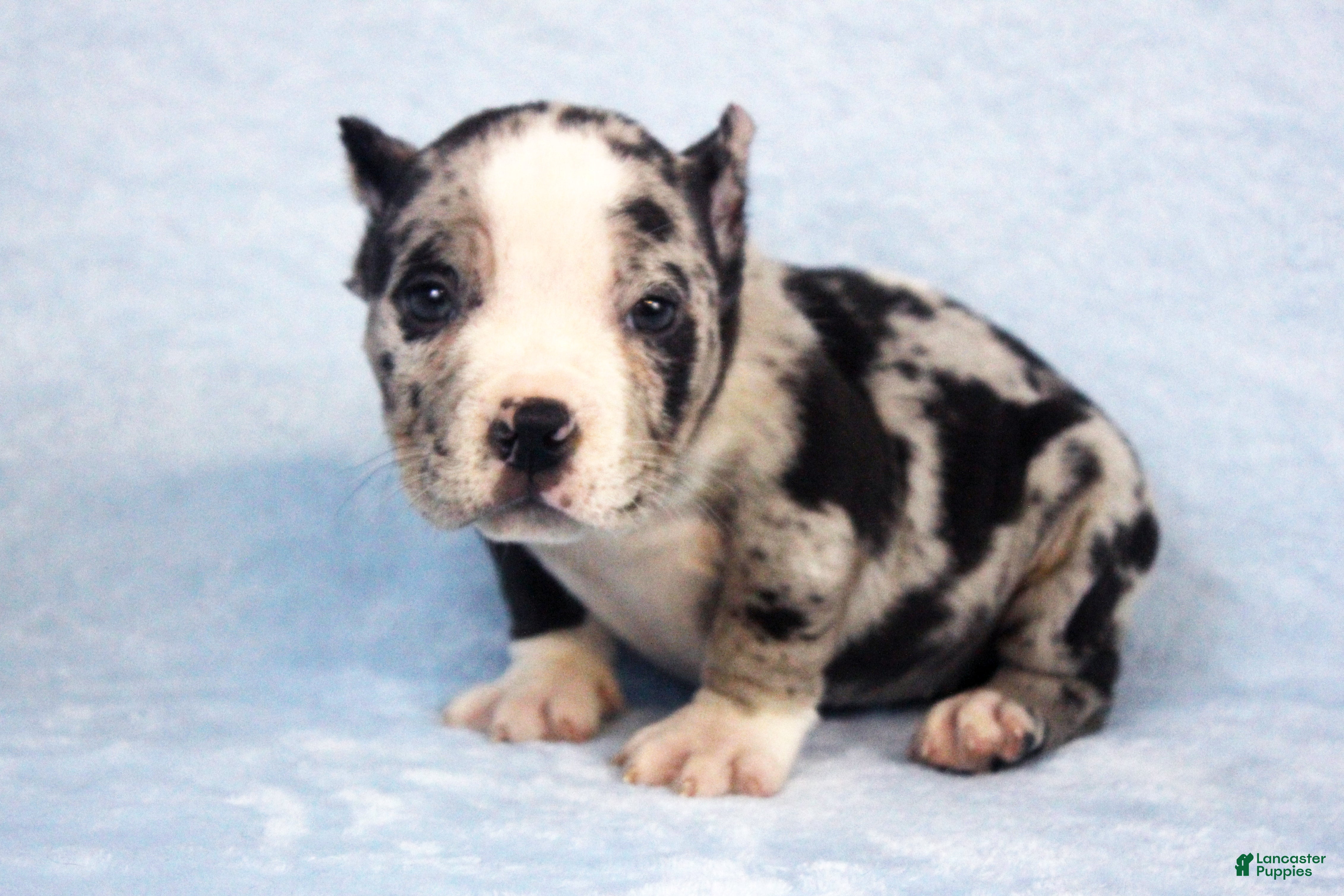 American Bully dogs Black Merle Female - Ad 2