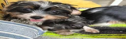 Yorkshire Terrier dogs for sale: Yorkshire Terrier 2 - Ad 4