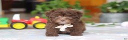 Havanese dogs for sale: Ethan - Ad 3