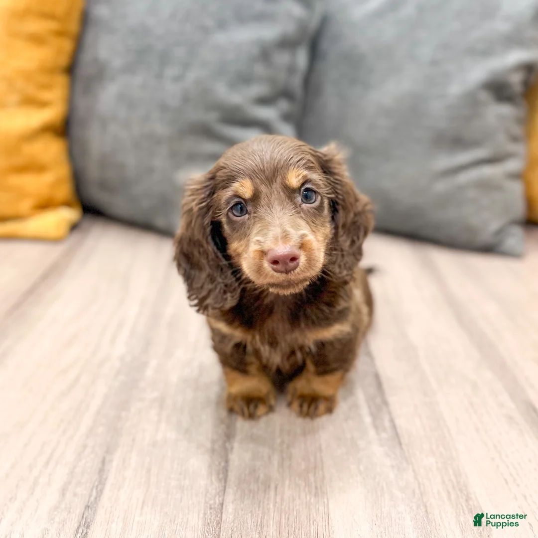 Miniature Dachshund dogs for sale: Hershey - Ad 2