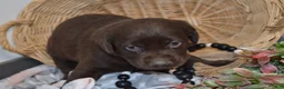 Labrador Retriever dogs for sale: Cinnamon - Ad 5