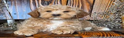 Cockapoo dogs for sale: Hunter - Ad 5