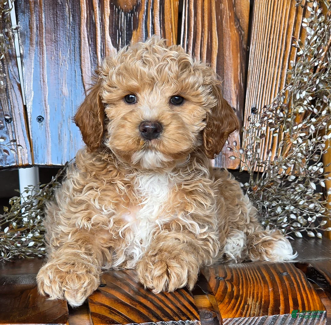 Cockapoo dogs for sale: Hunter - Ad 5