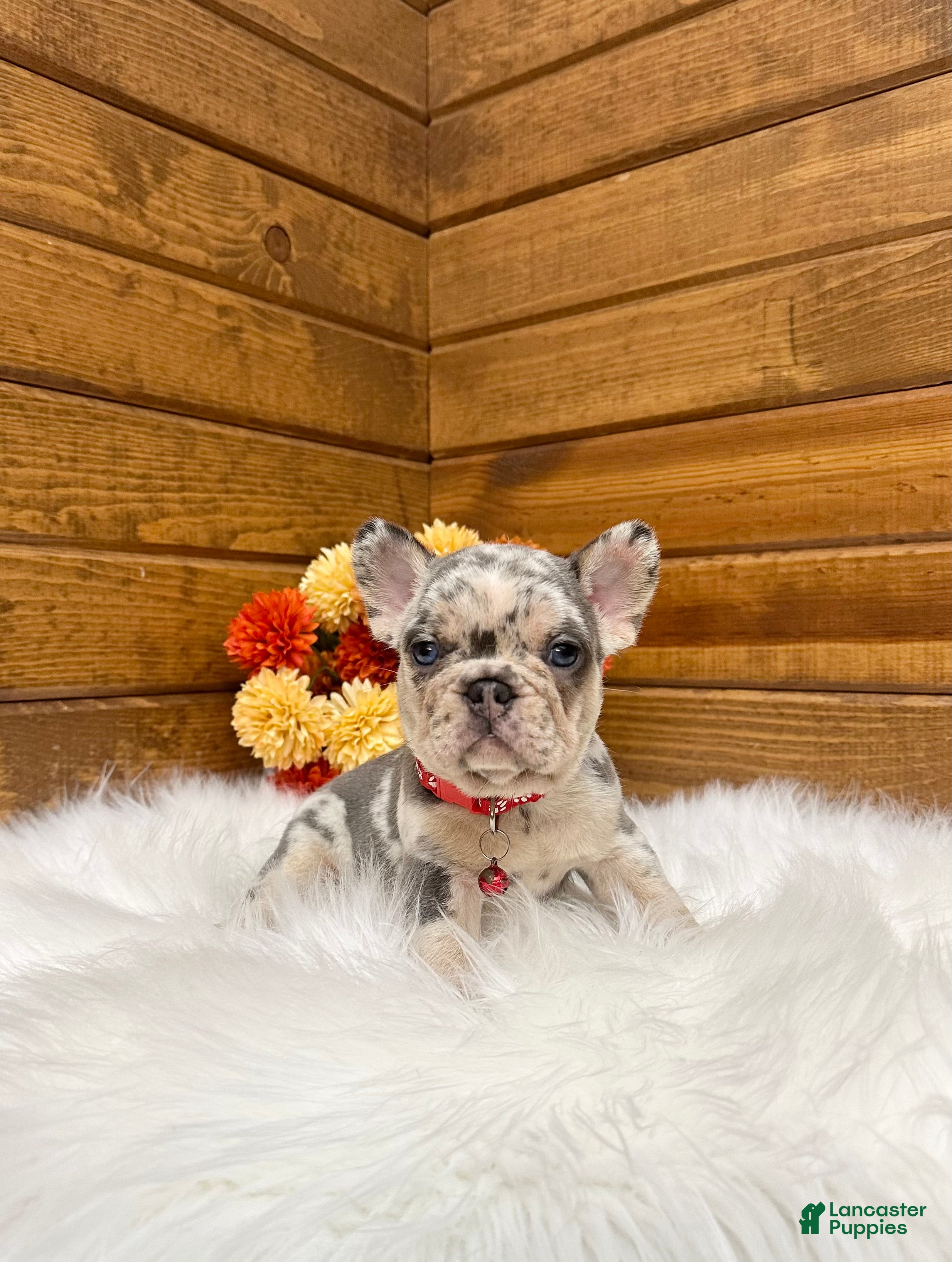 French Bulldog dogs for sale: Zeland - Ad 2