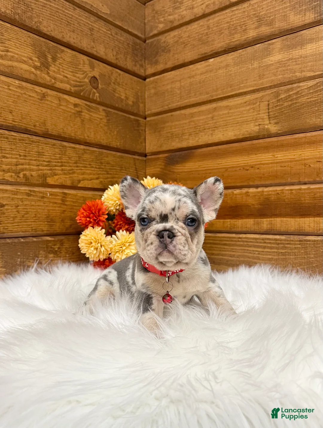 French Bulldog dogs for sale: Zeland - Ad 2