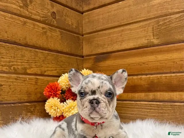 French Bulldog dogs for sale: Zeland - Ad 2