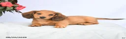 Miniature Dachshund dogs for sale: Hickory - Ad 4