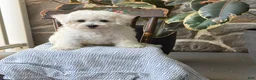 Bichon Frise dogs for sale: Jeffrey - Ad 5