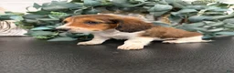 Miniature Dachshund dogs for sale: Dream - Ad 15