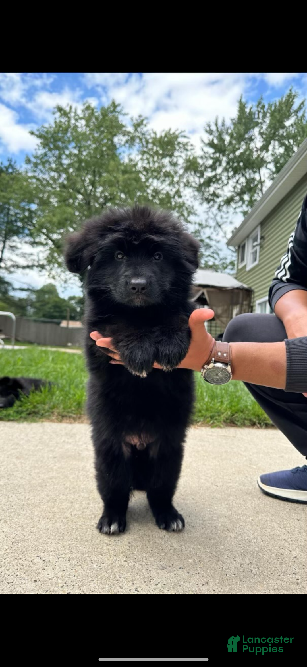 German Shepherd dogs for sale: Simba - Ad 1