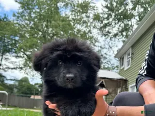 German Shepherd dogs Simba - Ad 20