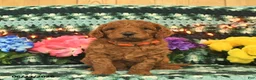 Mini Goldendoodle dogs for sale: Professor - Ad 4