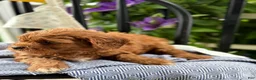 Cavapoo dogs for sale: Jase - Ad 3