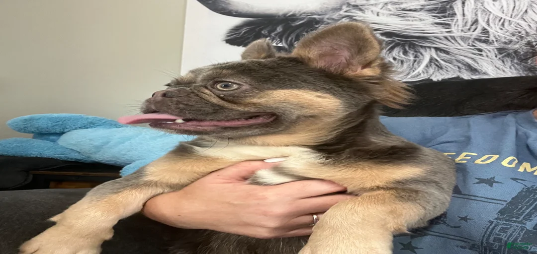 Gallery Image {{count}}