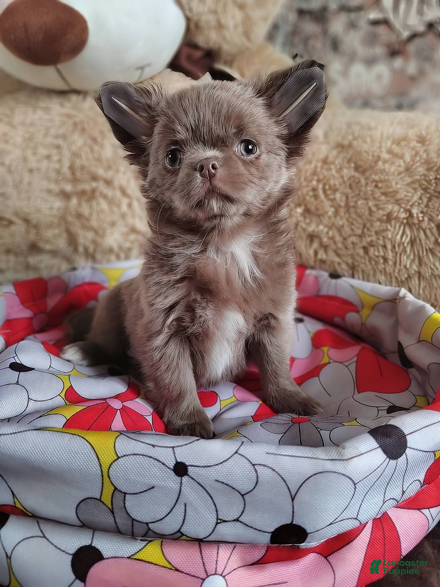 Chihuahua dogs Lea - Ad 38