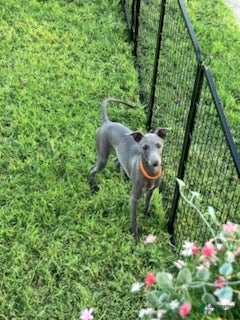 Italian Greyhound dogs Axel - Ad 2