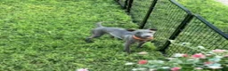 Italian Greyhound dogs for sale: Axel - Ad 2