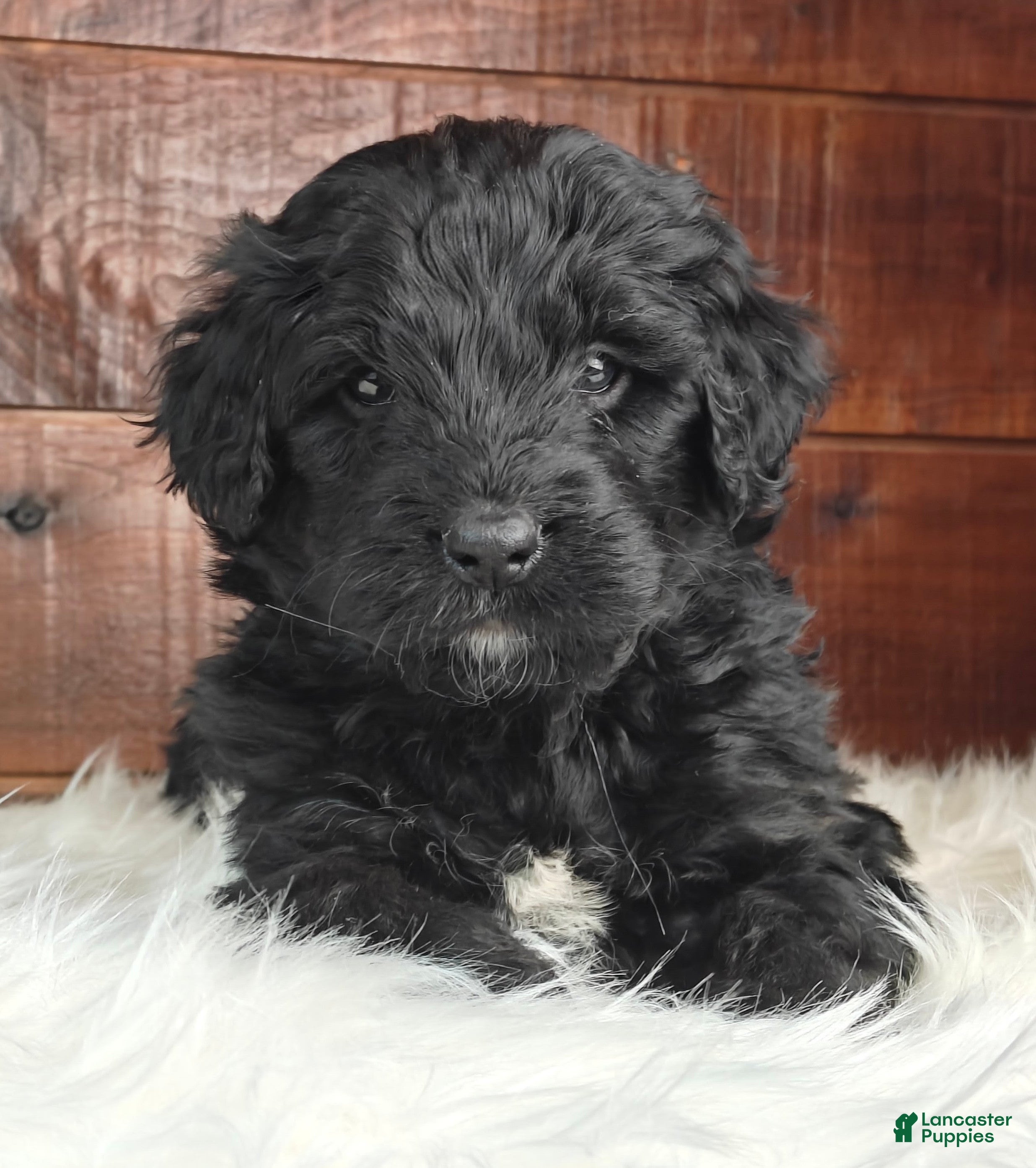 Bernedoodle dogs Shadow  - Ad 1