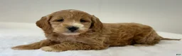Mini Goldendoodle dogs for sale: Sadie - Ad 9