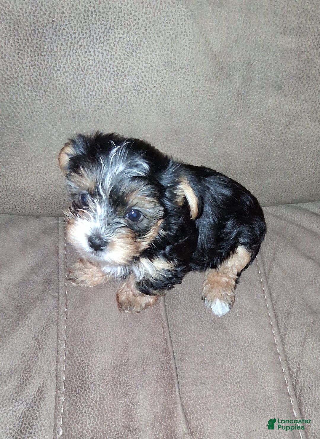 Morkie dogs for sale: Morkie Puppy 1 - Ad 1