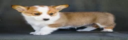 Welsh Corgi Pembroke dogs for sale: Bessie - Ad 3