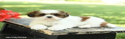 Shih Tzu dogs for sale: Lily - Ad 4