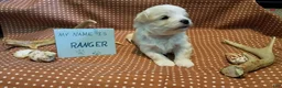 Maltipoo dogs for sale: Ranger - Ad 3