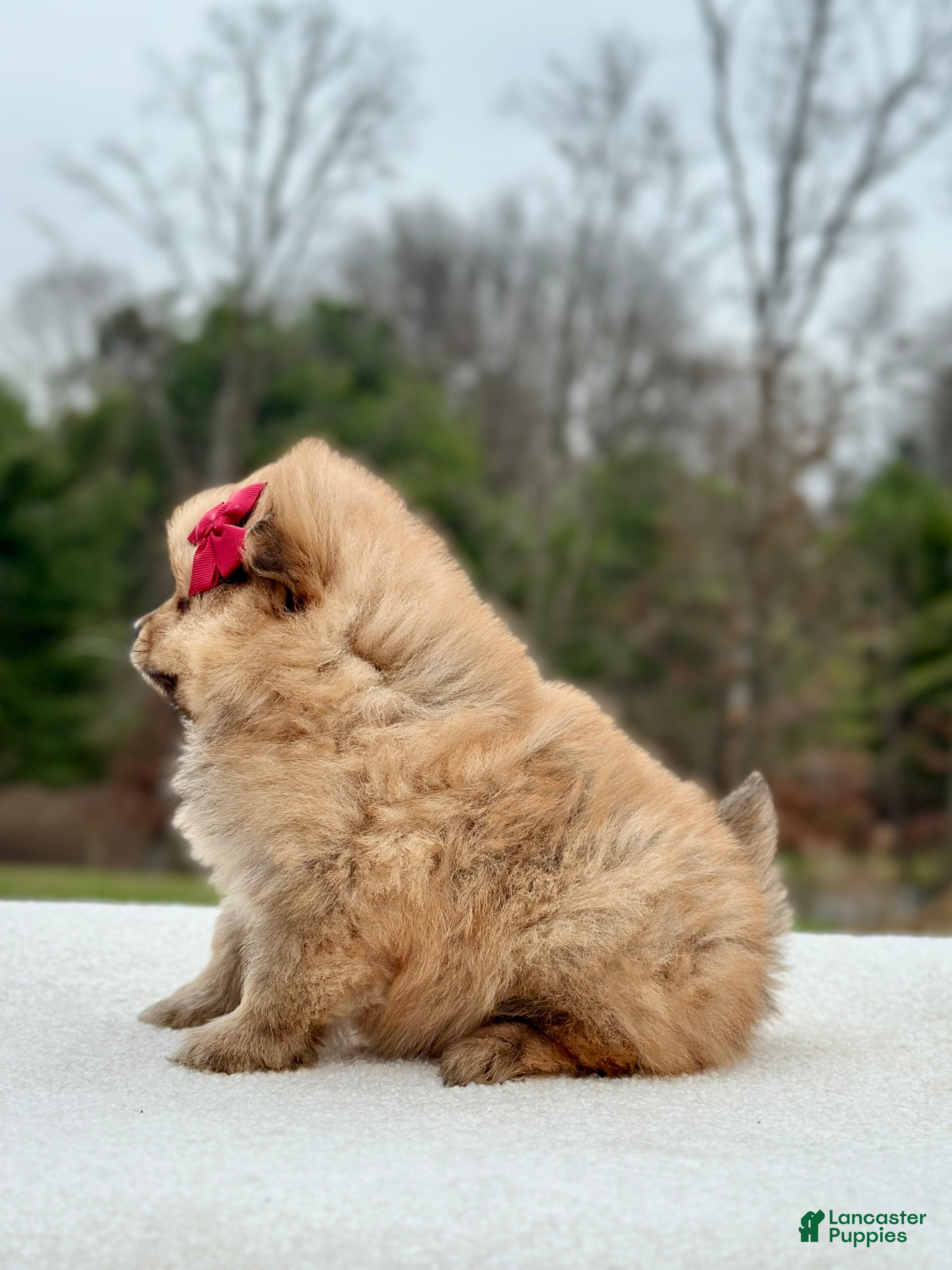 Pomeranian dogs Bailey - Ad 2