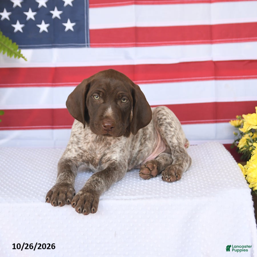 German Shorthaired Pointer dogs for sale: Thorton - Ad 2