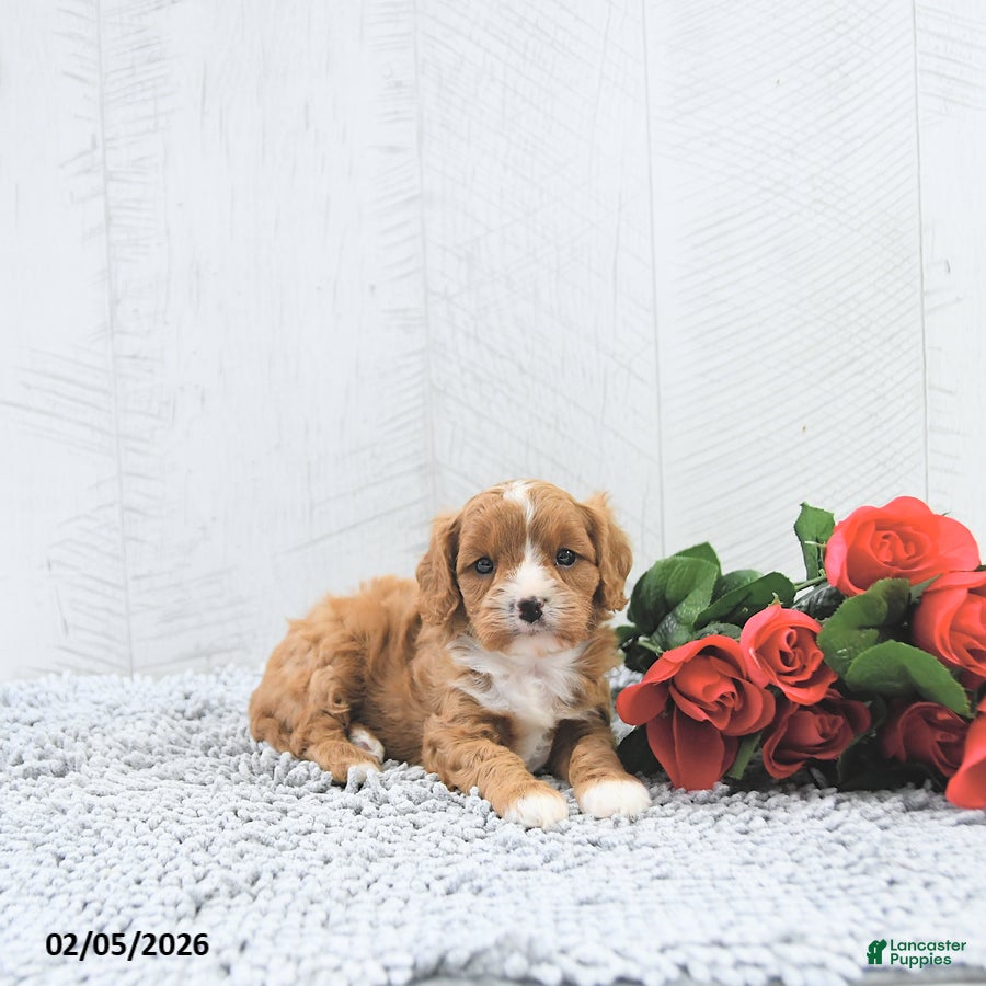 Cavapoo dogs Manny - Ad 19
