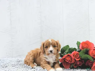 Cavapoo dogs Manny - Ad 22